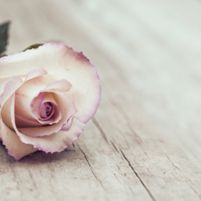 Trauer - Rose