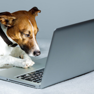 Hund am Laptop